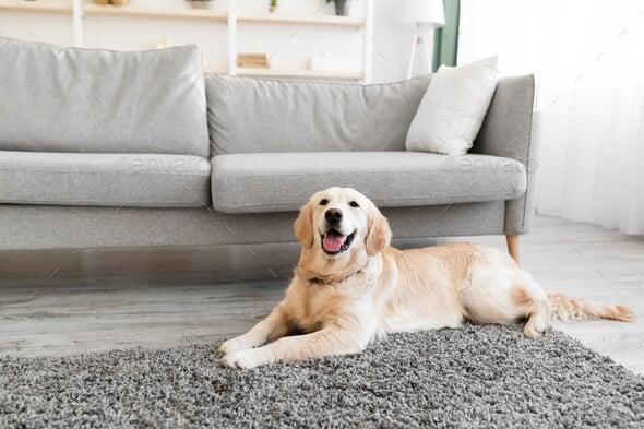Dog laying on carpet