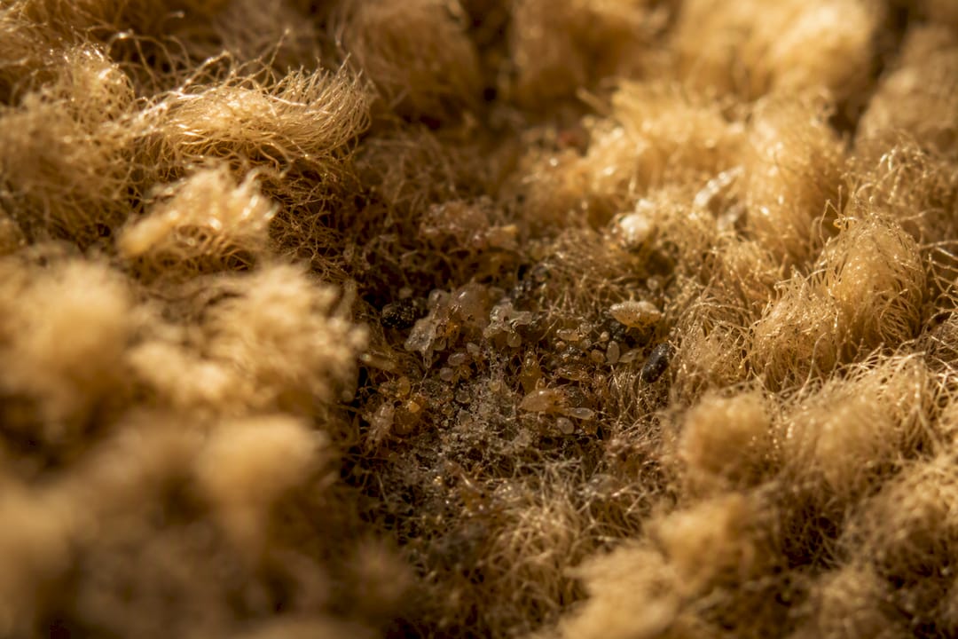 Closeup of dusty carpet fibers with allergen particles