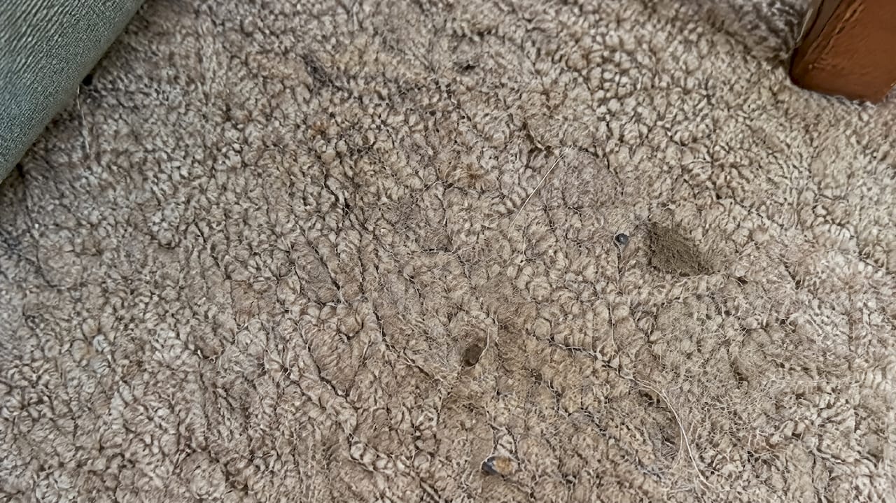 Pet hair and tracked-in mud caught in carpet fibers